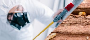 شركة مكافحة النمل الابيض بجدة
