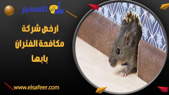 ارخص شركة مكافحة الفئران بابها ارخص شركة مكافحة الفئران بابها