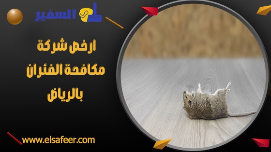 ارخص شركة مكافحة الفئران بالرياض ارخص شركة مكافحة الفئران بالرياض
