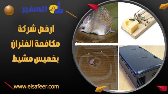 شركة مكافحة الفئران بخميس مشيط 3 ارخص شركة مكافحة الفئران بخميس مشيط