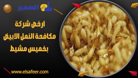 شركة مكافحة النمل الابيض بخميس مشيط 3 ارخص شركة مكافحة النمل الابيض بخميس مشيط