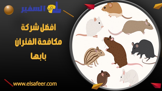 افضل شركة مكافحة الفئران بابها افضل شركة مكافحة الفئران بابها
