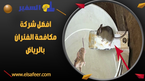 افضل شركة مكافحة الفئران بالرياض افضل شركة مكافحة الفئران بالرياض