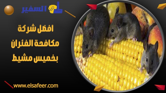 شركة مكافحة الفئران بخميس مشيط 2 افضل شركة مكافحة الفئران بخميس مشيط