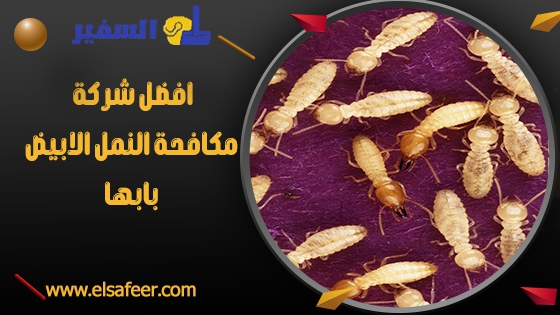 افضل شركة مكافحة النمل الابيض بابها افضل شركة مكافحة النمل الابيض بابها