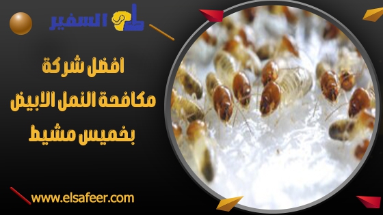 شركة مكافحة النمل الابيض بخميس مشيط 2 افضل شركة مكافحة النمل الابيض بخميس مشيط