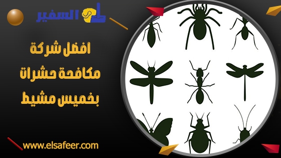 شركة مكافحة حشرات بخميس مشيط 2 افضل شركة مكافحة حشرات بخميس مشيط