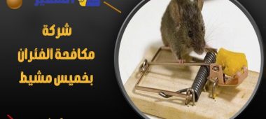 شركة مكافحة الفئران بخميس مشيط