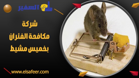 شركة مكافحة الفئران بخميس مشيط 1 شركة مكافحة الفئران بخميس مشيط