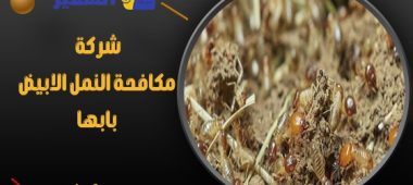 شركة مكافحة النمل الابيض بابها