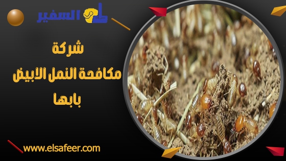 شركة مكافحة النمل الابيض بابها