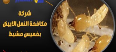 شركة مكافحة النمل الابيض بخميس مشيط