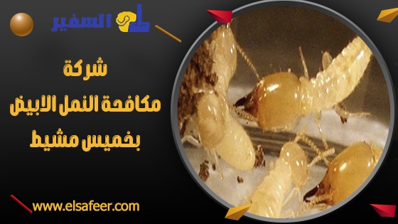 شركة مكافحة النمل الابيض بخميس مشيط 1 شركة مكافحة النمل الابيض بخميس مشيط