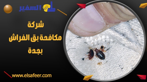 شركة مكافحة بق الفراش بجدة