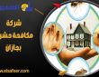 شركة مكافحة حشرات بجازان
